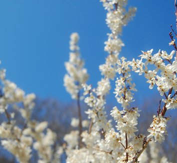 Abeliophyllum distichum 1 flower