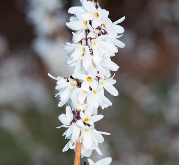Abeliophyllum distichum 12 flower