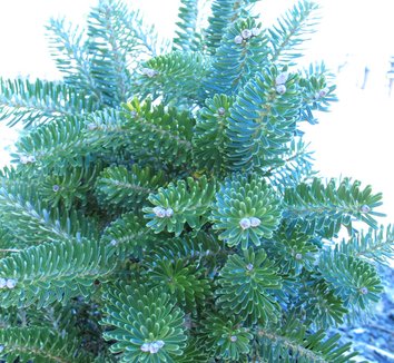 Abies koreana 'Aurea' 1