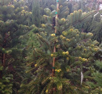 Abies koreana 'Aurea' 8