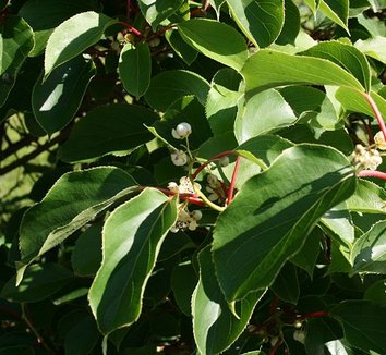 Actinidia arguta 'Ananasnaya' 1