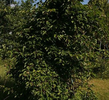 Actinidia arguta 'Ananasnaya' 8