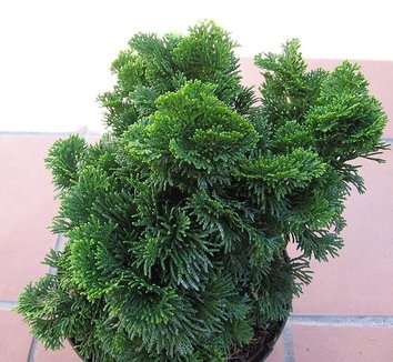 Chamaecyparis obtusa 'Nana Gracilis' 9 form