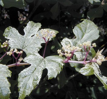 Ampelopsis glandulosa var. brevipedunculata 'Elegans' 1 flower