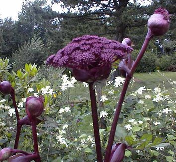 Angelica gigas 7 flower
