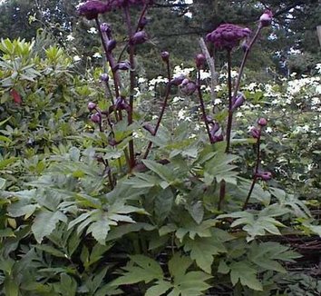 Angelica gigas 1 flower, form