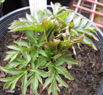Angelica gigas 8