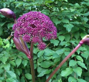 Angelica gigas 10 flower