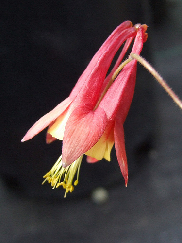 Aquilegia canadensis 'Little Lanterns' | Aquilegia x caerulea 'Little ...