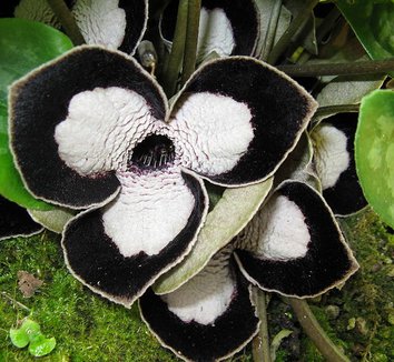 Asarum maximum 5 flower