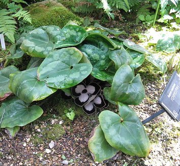 Asarum maximum 1 flower, form