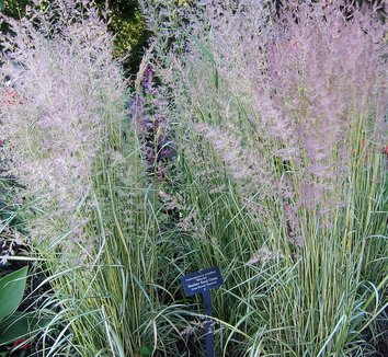 Calamagrostis x acutiflora 'Eldorado' 1 flower