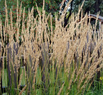 Calamagrostis x acutiflora 'Karl Foerster' 1 flower