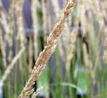 Calamagrostis x acutiflora 'Karl Foerster' 2 flower