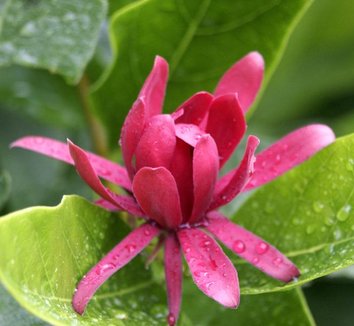 Calycanthus occidentalis 1 flower