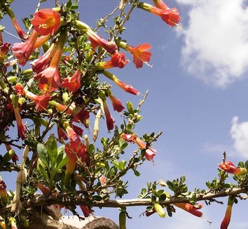 Cantua buxifolia 3 flower