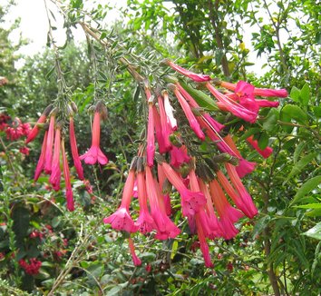 Cantua buxifolia 1 flower