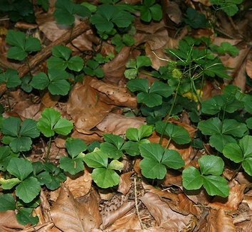 Cardamine trifoliata 5 form