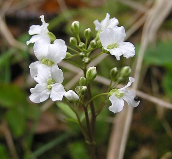 Cardamine trifoliata 3 flower