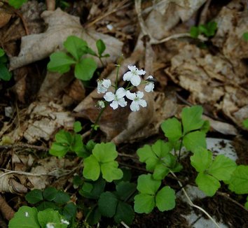 Cardamine trifoliata 4 flower, form
