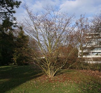 Carpinus japonica 1 form
