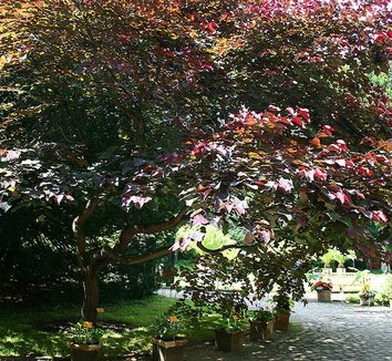 Cercis canadensis 'Forest Pansy' 1 form