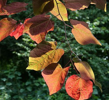 Cercis canadensis 'Forest Pansy' 4