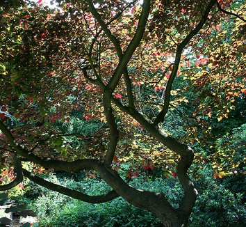Cercis canadensis 'Forest Pansy' 3 form