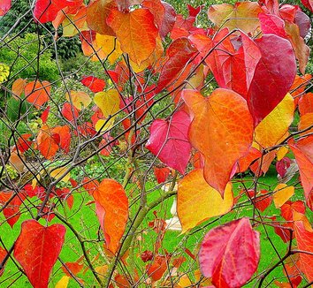 Cercis canadensis 'Forest Pansy' 2