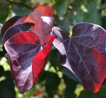 Cercis canadensis 'Forest Pansy' 12