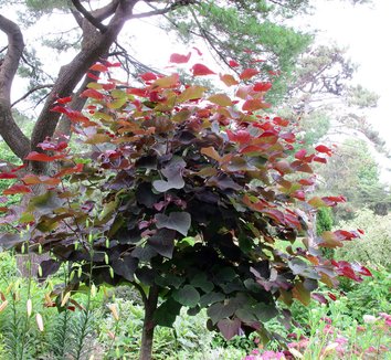Cercis canadensis 'Forest Pansy' 21 form