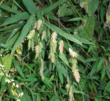 Chasmanthium latifolium 4 flower
