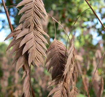 Chasmanthium latifolium 26 flower