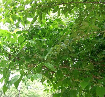 Chimonanthus praecox 2