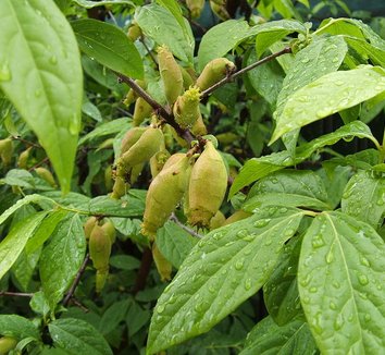 Chimonanthus praecox 4