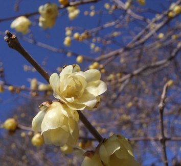 Chimonanthus praecox 6 flower