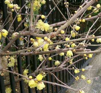 Chimonanthus praecox 7 flower