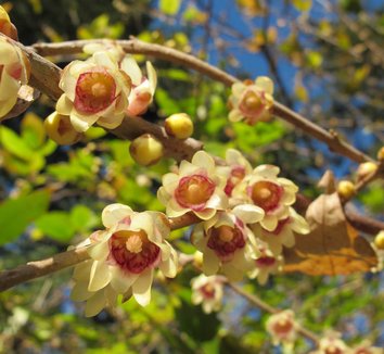 Chimonanthus praecox 12 flower