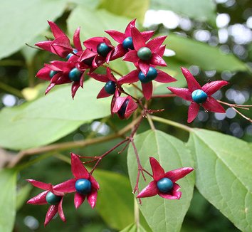 Clerodendrum trichotomum 1