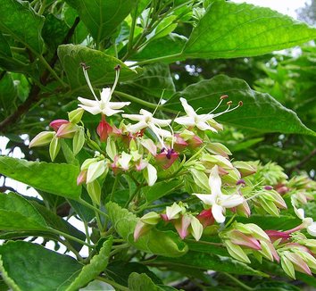 Clerodendrum trichotomum 3 flower