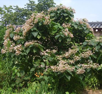 Clerodendrum trichotomum 2 form