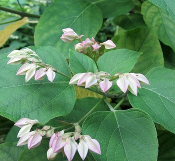 Clerodendrum trichotomum 20