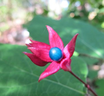 Clerodendrum trichotomum 21 flower