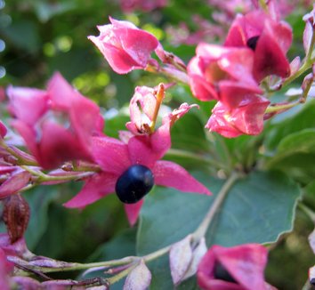 Clerodendrum trichotomum 22 flower