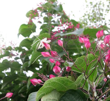 Clerodendrum trichotomum 24 flower