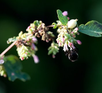 Clerodendrum trichotomum 27