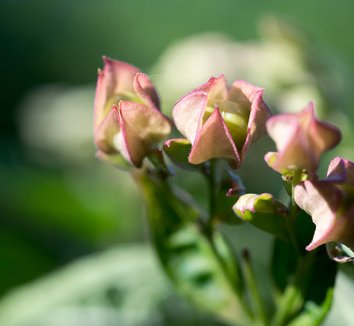 Clerodendrum trichotomum 30