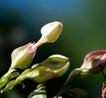 Clerodendrum trichotomum 31