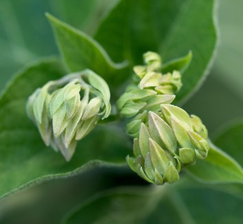Clerodendrum trichotomum 32