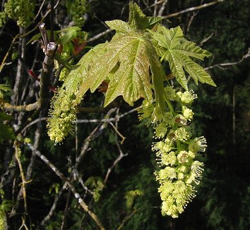 Acer macrophyllum 10 flower